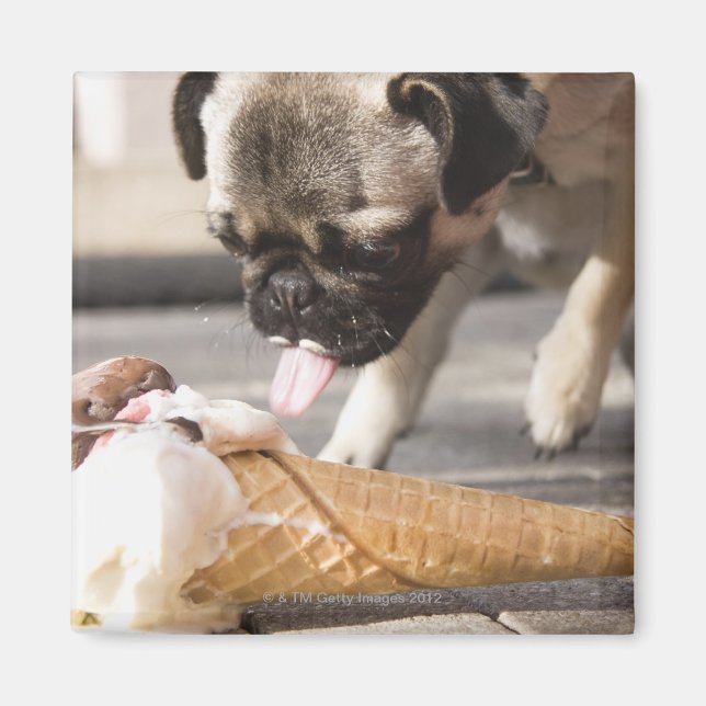 A dog eating an ice cream from a pavement magnet (Front)