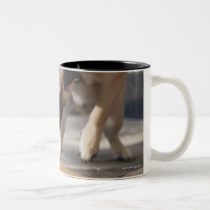A dog eating an ice cream from a pavement Two-Tone coffee mug