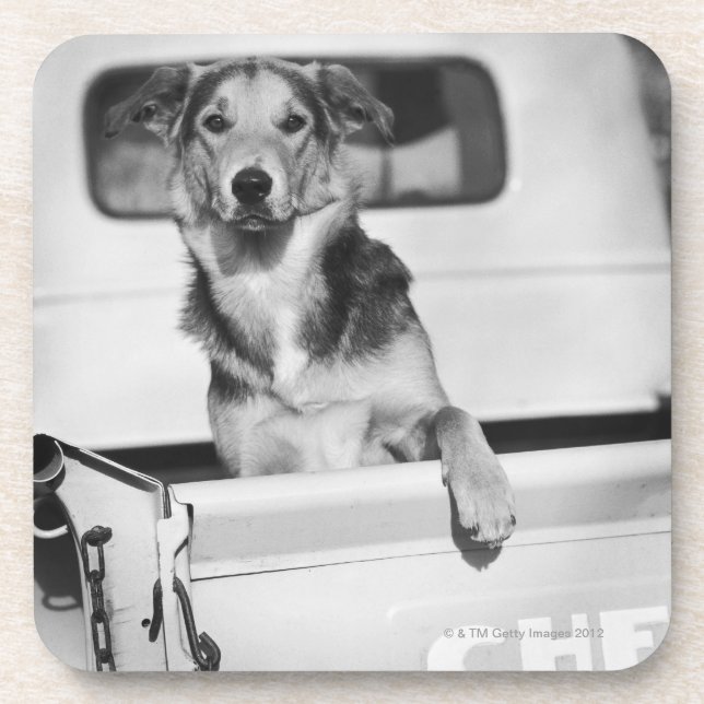 A dog in a car. coaster (Front)