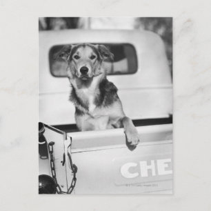A dog in a car. postcard