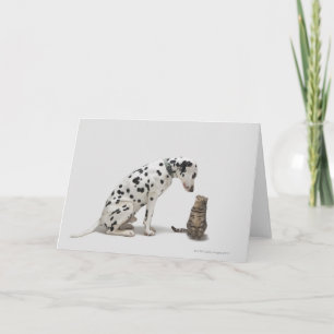 A dog looking at a cat card