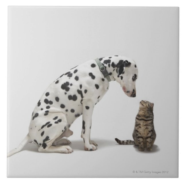 A dog looking at a cat tile (Front)