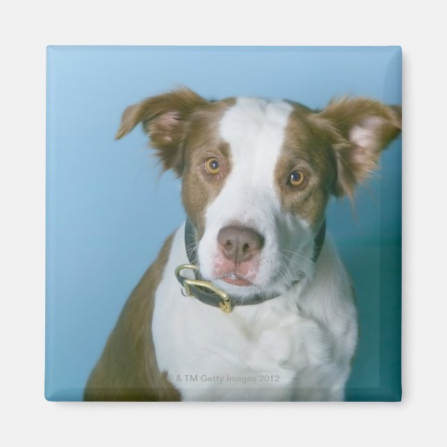 A dog magnet (Front)