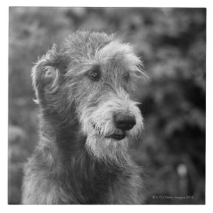 A dog outside. tile