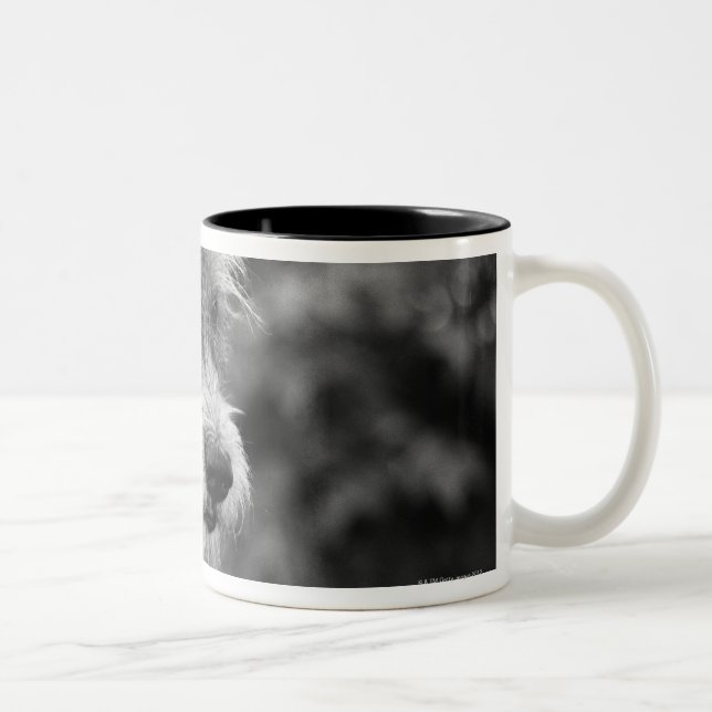 A dog outside. Two-Tone coffee mug (Right)