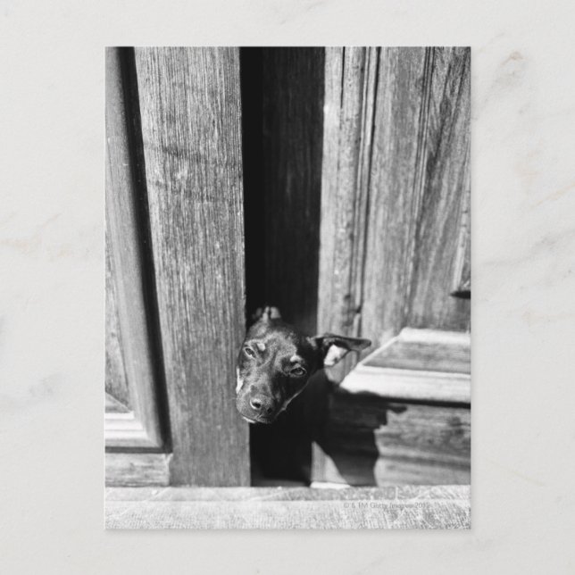 A dog peeking out from a door, close-up. postcard (Front)