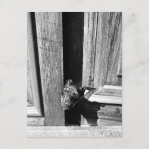 A dog peeking out from a door, close-up. postcard