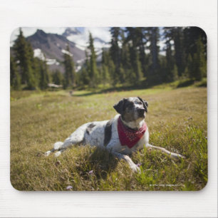 A dog rests after hiking to Jefferson Park in Mouse Pad