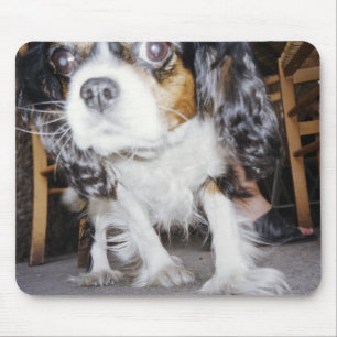 A dog sniffing close-up. mouse pad