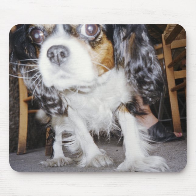 A dog sniffing close-up. mouse pad (Front)