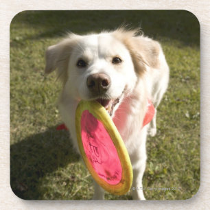 A dog with a frisbee coaster