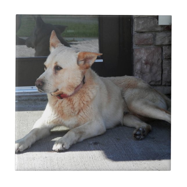 A Dog WIth Story Tile (Front)