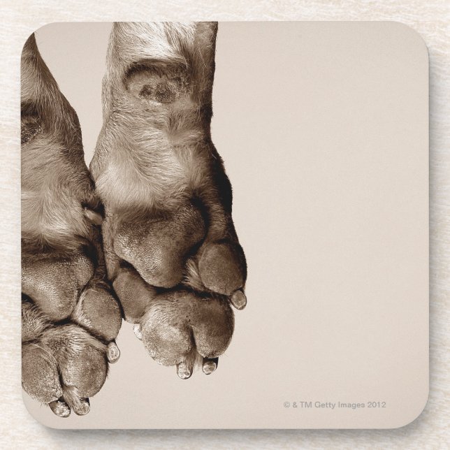 A dogs paws coaster (Front)