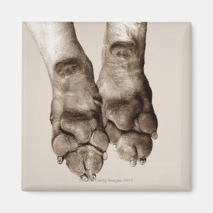 A dogs paws magnet