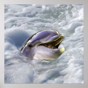 A dolphin's best smile poster