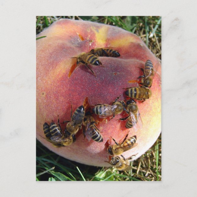 A Dozen Bees And A Peach Postcard (Front)