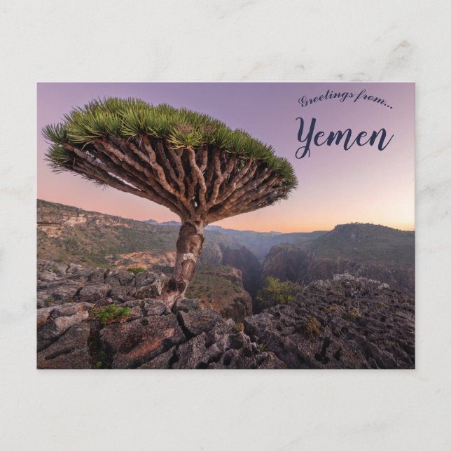 A Dragon Blood Tree in Socotra Yemen Postcard (Front)