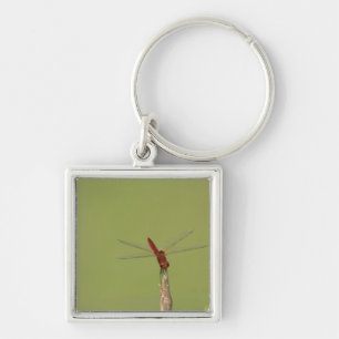 A Dragonfly rests momentarily on a dried weed Keychain