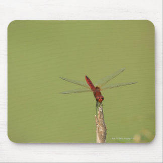 A Dragonfly rests momentarily on a dried weed Mouse Pad