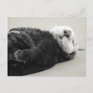 A dreaming sea otter postcard