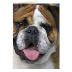 A English bulldog en Belgique.