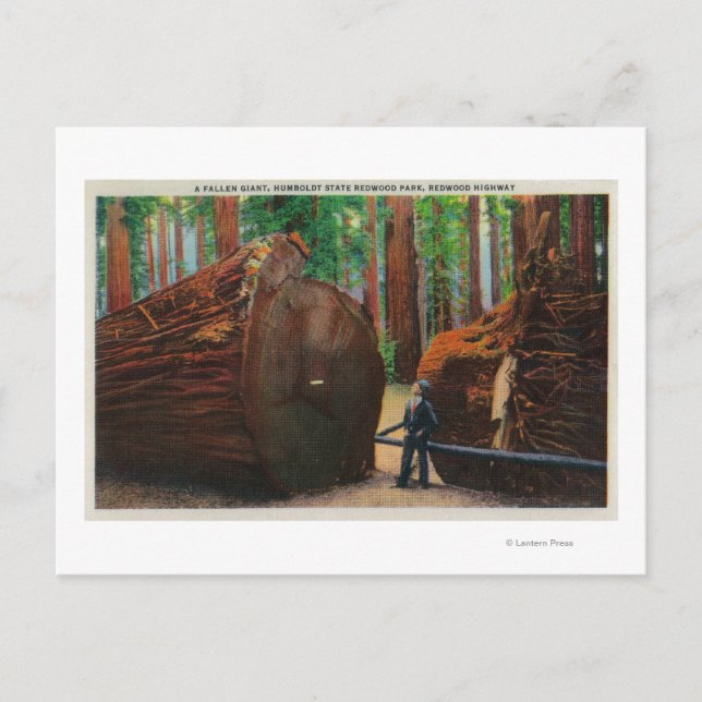 A Fallen Giant, Humboldt State Park Postcard (Front)