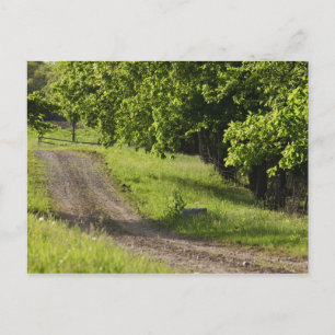 A farm road in Ipswich, Massachusetts. Postcard