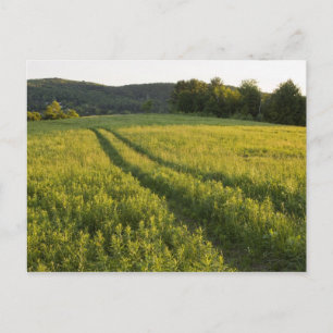 A farm road in Sabins Pasture in Montpelier, Postcard