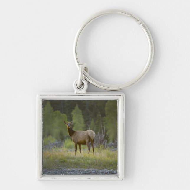 A female elk stands looking at the camera with a keychain (Front)