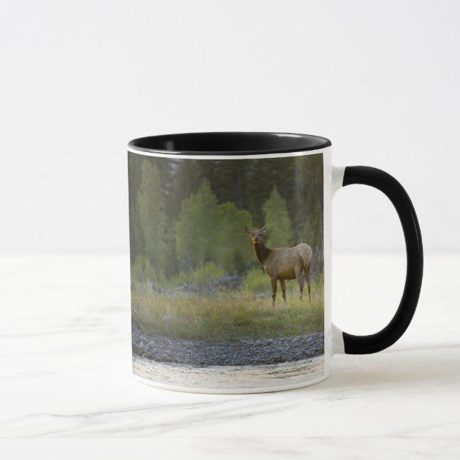 A female elk stands looking at the camera with a mug (Right)