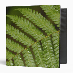 A fern detail, from Mindo Cloud Forest, Binder