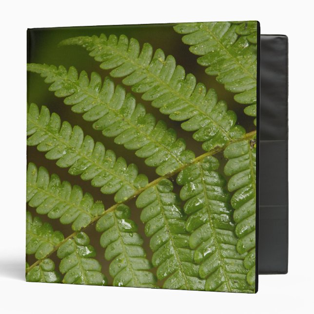 A fern detail, from Mindo Cloud Forest, Binder (Front/Inside)
