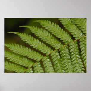 A fern detail, from Mindo Cloud Forest, Poster