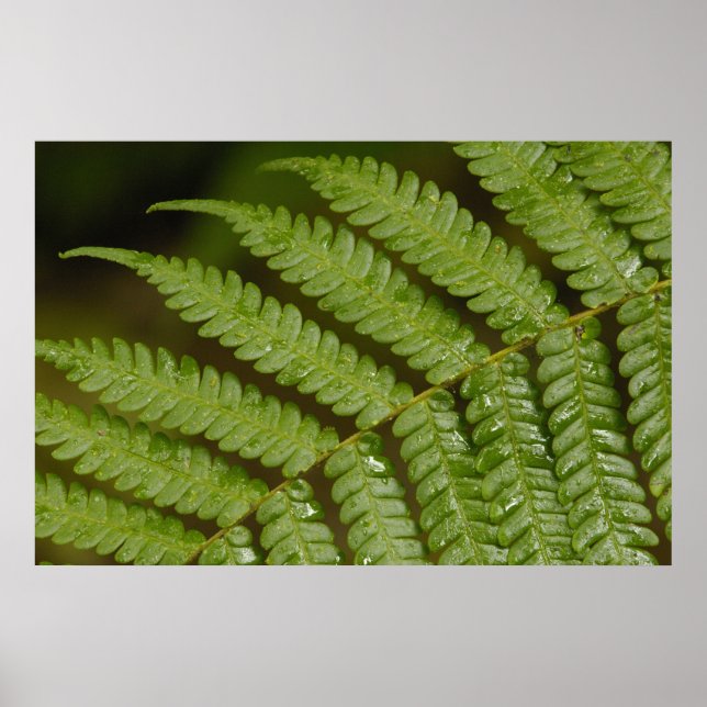 A fern detail, from Mindo Cloud Forest, Poster (Front)