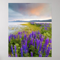 A field of Lupine wildflowers on the North Shore