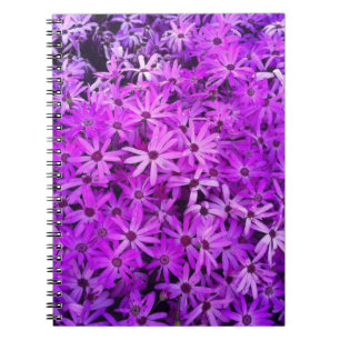 A field of Purple and Pink Daisies Notebook