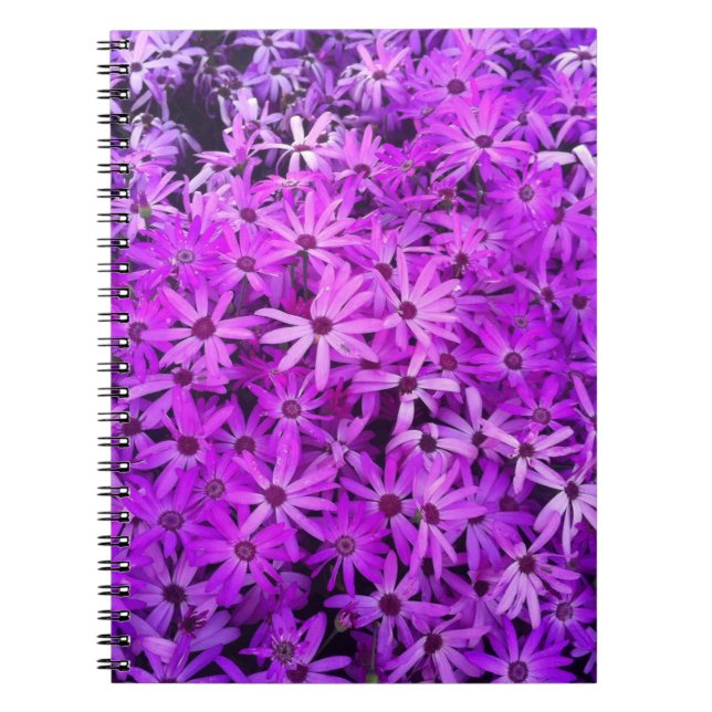 A field of Purple and Pink Daisies Notebook (Front)