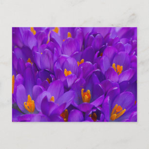 A Field of Purple Crocuses Postcard