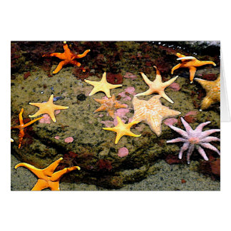 A Field of Stars