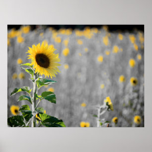 A Field of Sunflowers Poster