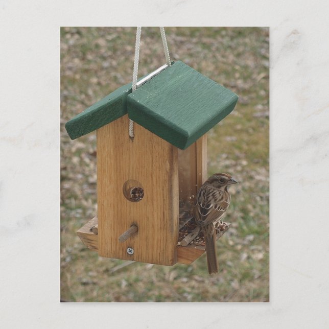 A Finch at the Feeder Postcard (Front)