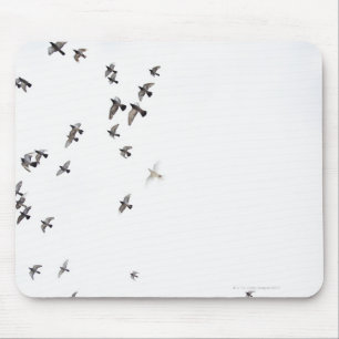 A flock of birds is flying at the sky mouse pad
