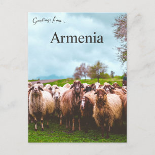 A Flock of Sheep in Kotayk Province Armenia Postcard