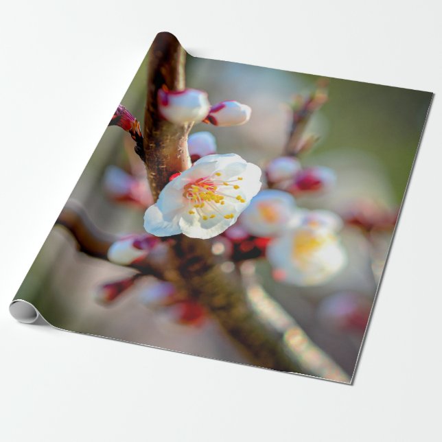 A Floral Composition Of Japanese Apricot Flowers Wrapping Paper (Unrolled)
