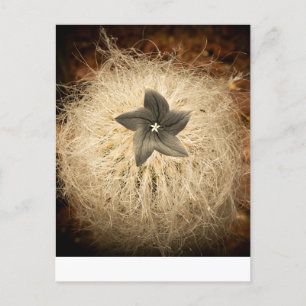 A flower postcard
