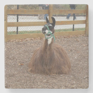 A Fluffy Brown Llama laying down in zoo pen Stone Coaster