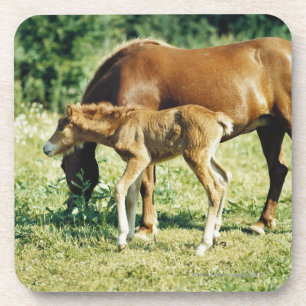 A foal and a horse in a pasture. coaster