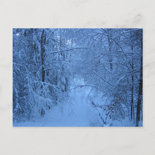 A Forest in Winter Postcard (Front)