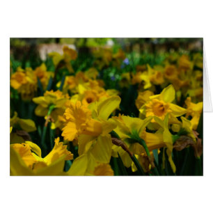 A Forest of Daffodils