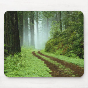 A forest path in Redwoods State Park, California. Mouse Pad